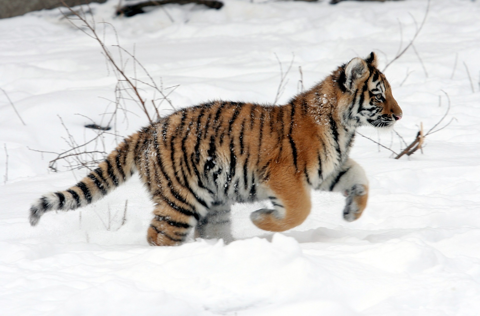 A Tiger Cub Running on Snow