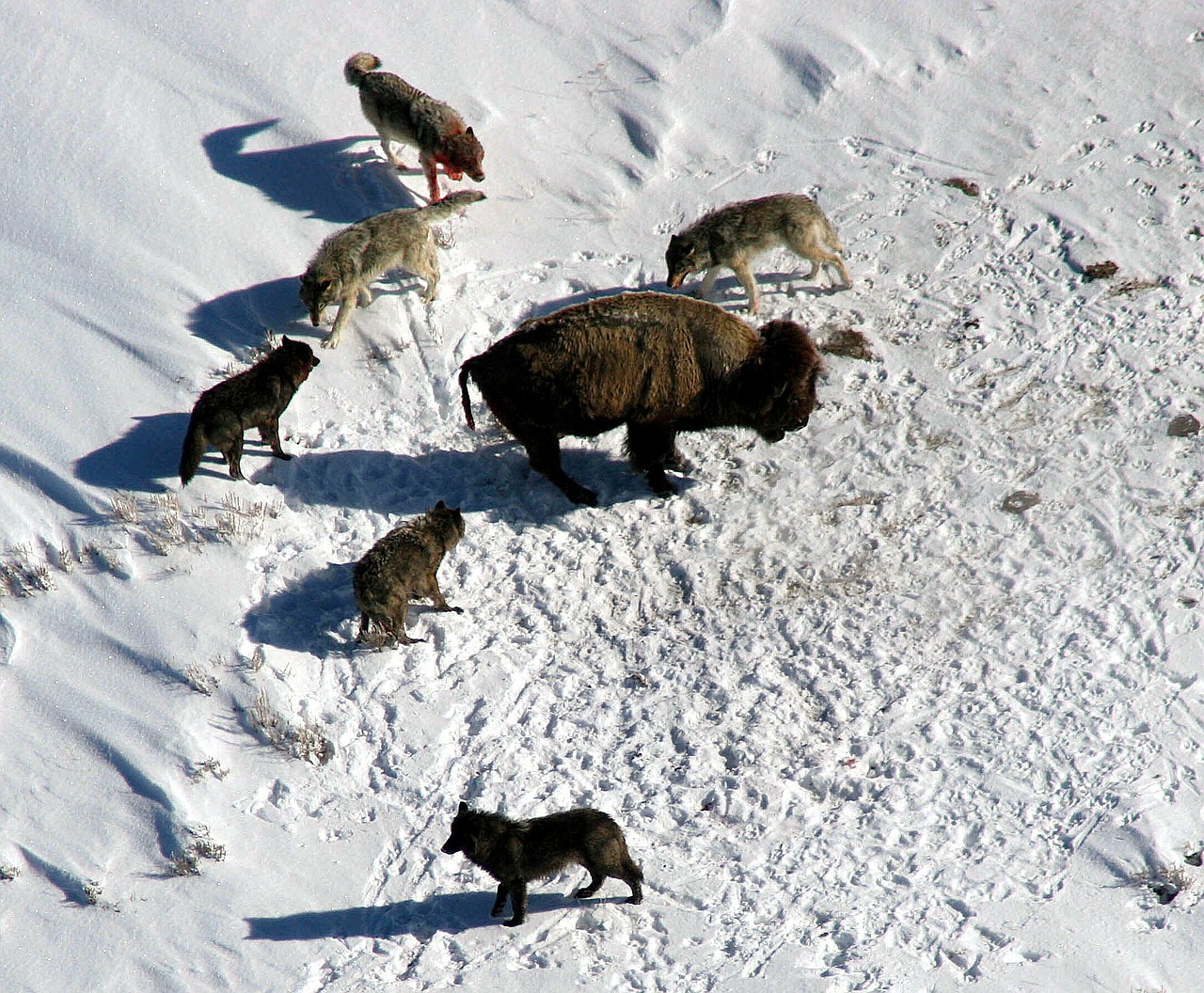 Wolves surrounding a Bison