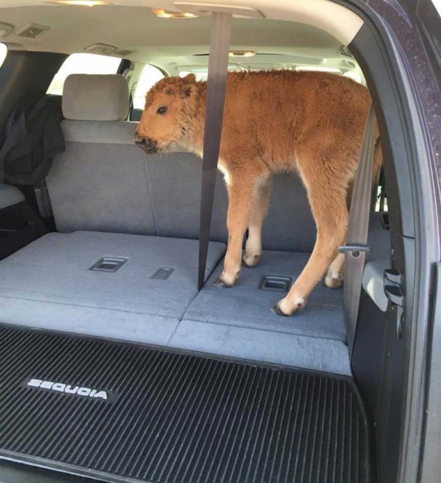 Baby Bison Enthused After Human Interference