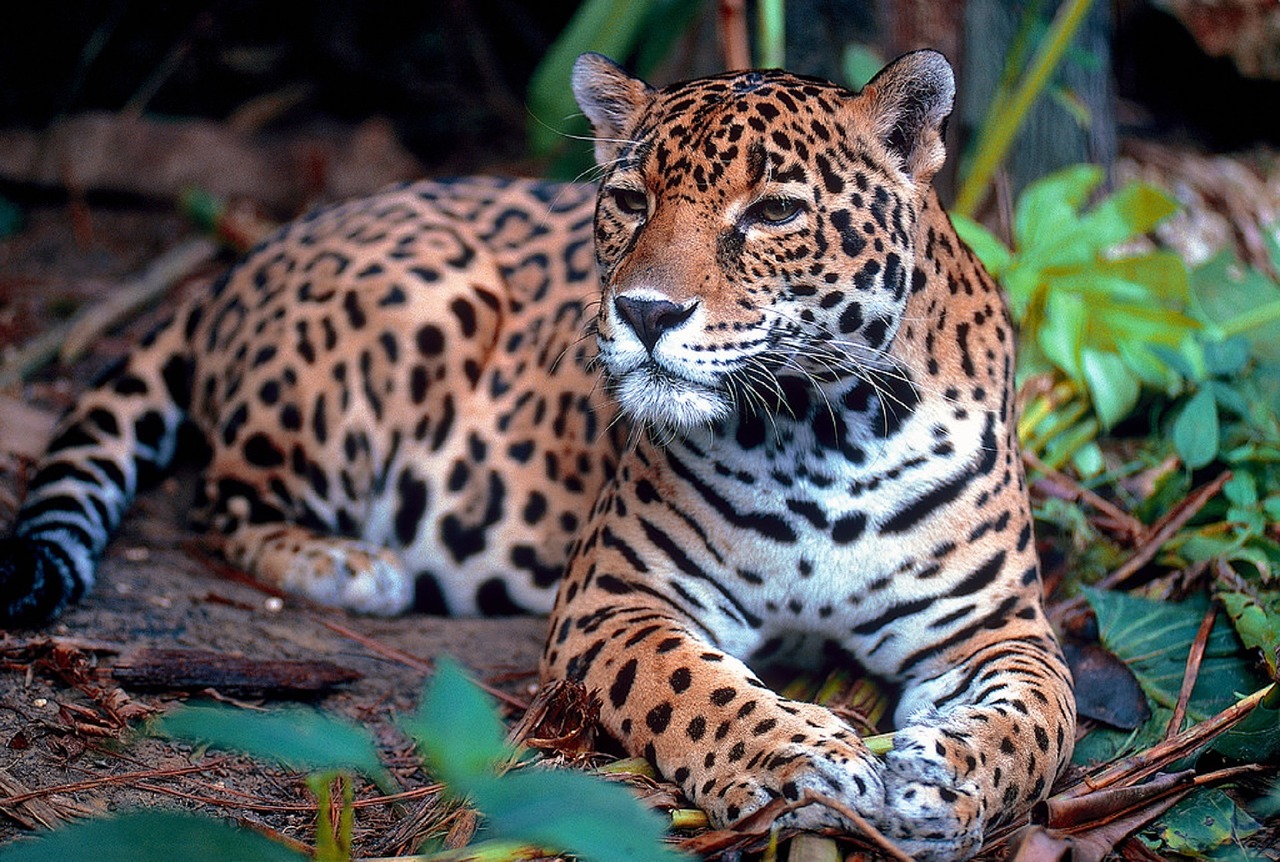 A Jaguar Resting Under a Tree